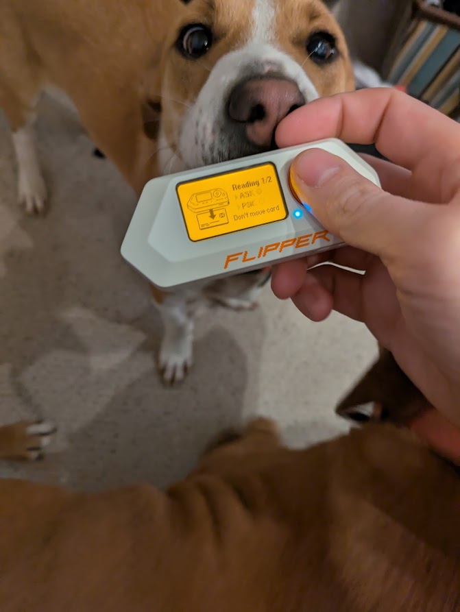 No, you may not eat the Flipper.